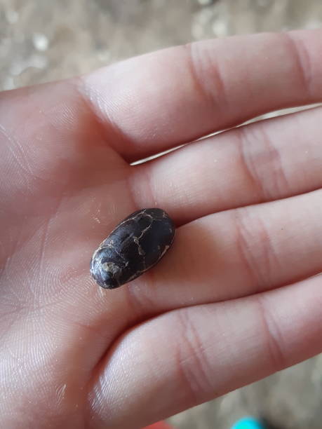 istock freshly hand picked cacao bean from Amazon in Ecuador. Cacao bean sitting in soft hand. 1297742414