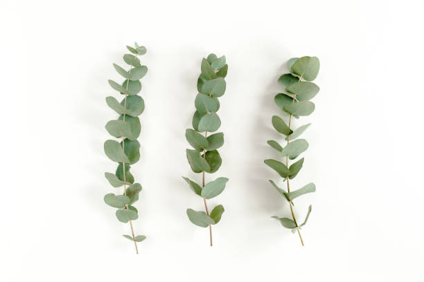 istock Green leaves eucalyptus isolated on white background 1297742637