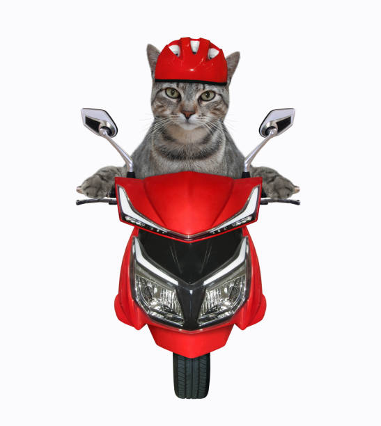 istock Cat gray in helmet rides red moped 1297742649