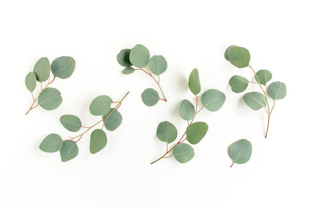 istock Green leaves eucalyptus isolated on white background 1297742673
