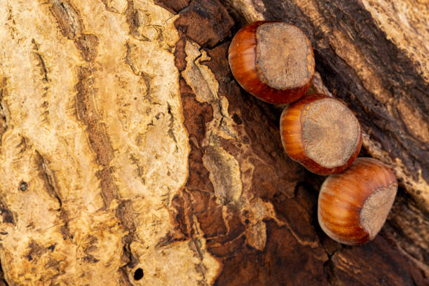 istock Hazelnuts on an un-debarked piece of wood 1297742702