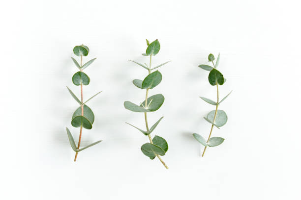 istock Green leaves eucalyptus isolated on white background 1297742851