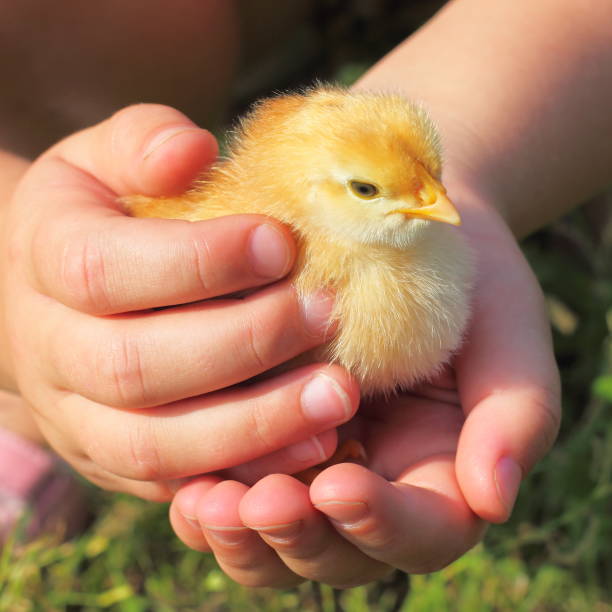 piccolo pollo giallo nei palmi delle mani dei bambini - baby chicken human hand young bird bird foto e immagini stock