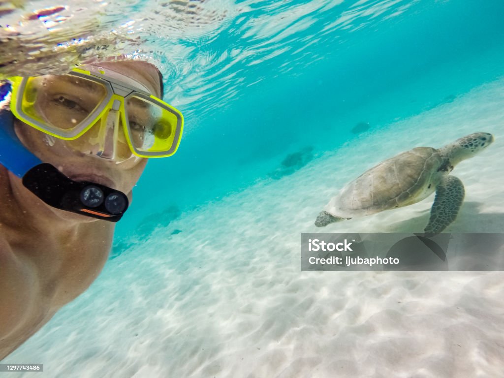 Selfie of mature men with turtle underwater Cheerful mature man  takes a selfie underwater with beautiful sea turtle in crystal clear water in the Caribbean sea. Snorkeling Stock Photo