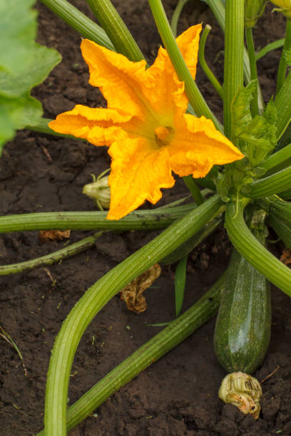 istock Zucchini plant and flower. Young vegetable marrow growing on bush. 1297743493