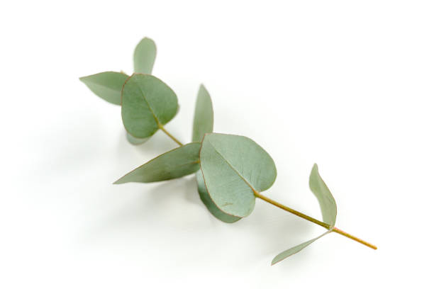 istock Green leaves eucalyptus isolated on white background 1297743526