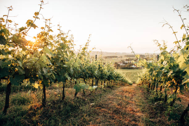 istock chianti region vineyard in italy 1297743834