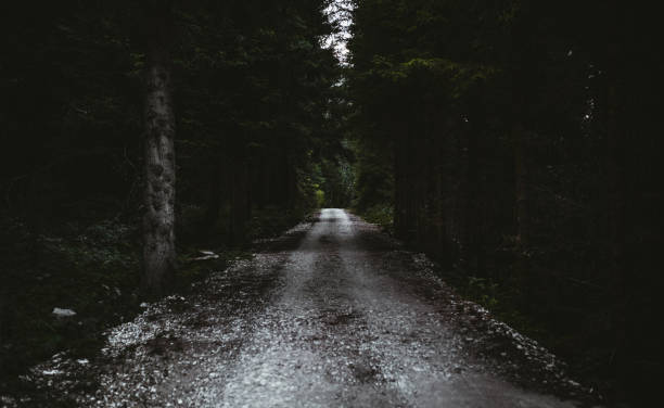 Road in the forest in the evening