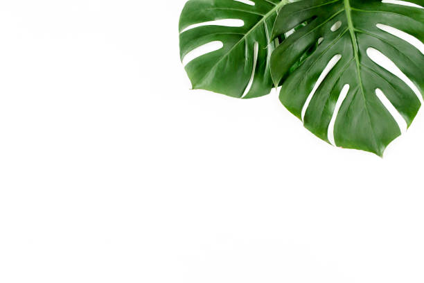 istock Tropical palm leaves Monstera on white background. Flat lay, top view 1297744602