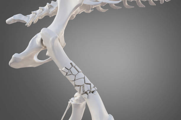 istock Broken dog femur bone with visible other bones 1297744615