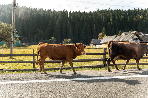 Pair of two big beautiful brown cow walking along mountain road in alpine scenic country village against wooden barn and forest on early morning sunset time. Sunrise rural countryside landscape scene.