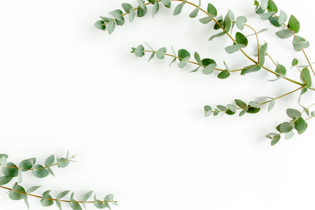 istock Green leaves eucalyptus isolated on white background 1297744825