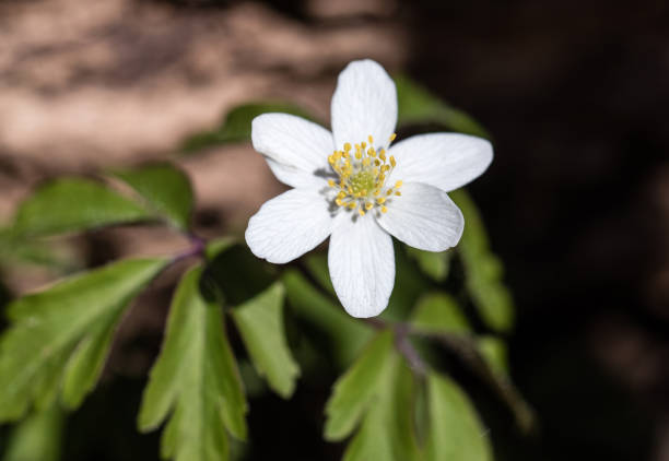 Flowering plant in the Dresden Heath