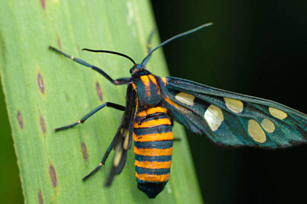 istock Hubners wasp moth, Amata huebneri, Satara, Maharashtra, India 1297745257