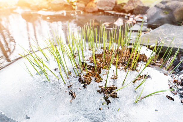 Photo of Sprouts of fresh new first green cane reed growing breakthrough frozen water ice crust on pond or river against shining sun at warm spring day. Nature awakening scene concept. Thaw melt snow weather