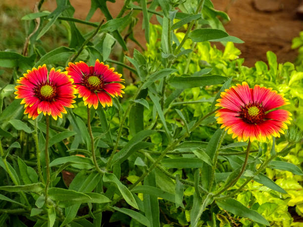 istock THE DUAL COLOURED DAHLIA BLOSSOMS 1297746440