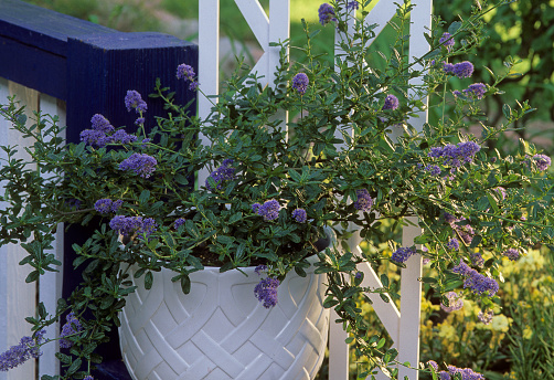 California lilac Italian skies in pot Ceanothus integerrimus macrothyrsus