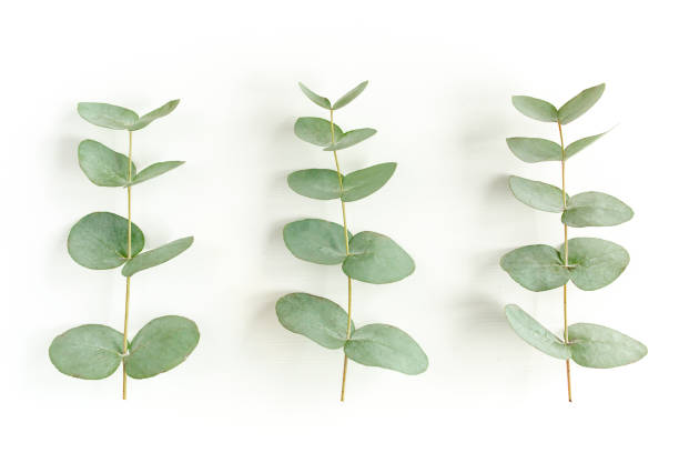 istock Green leaves eucalyptus isolated on white background 1297746579