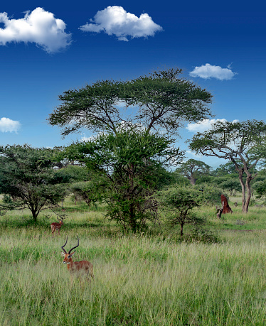 Gazelles in the prairies with acacias from Kenya on a sunny day