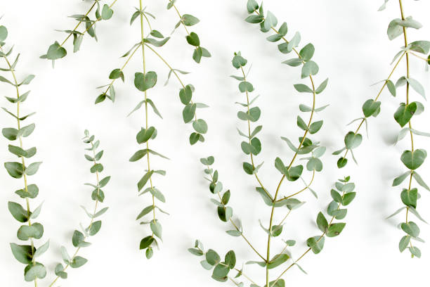 istock Green leaves eucalyptus isolated on white background 1297747556