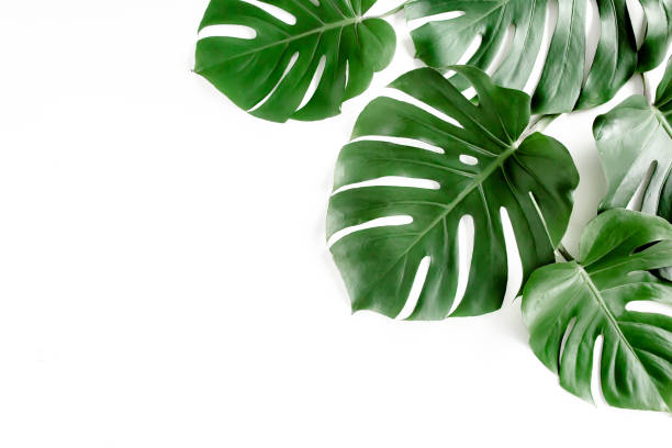 istock Tropical palm leaves Monstera on white background. Flat lay, top view 1297747947