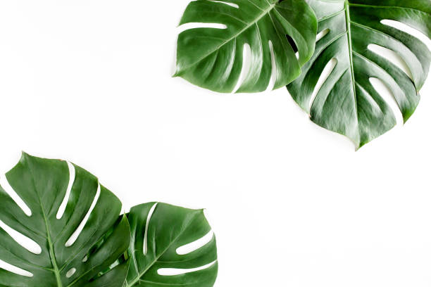 istock Tropical palm leaves Monstera on white background. Flat lay, top view 1297748002