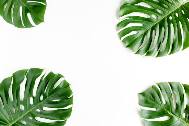 istock Tropical palm leaves Monstera on white background. Flat lay, top view 1297748177