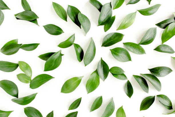 istock Pattern, texture with green leaves isolated on white background. lay flat, top view 1297748992