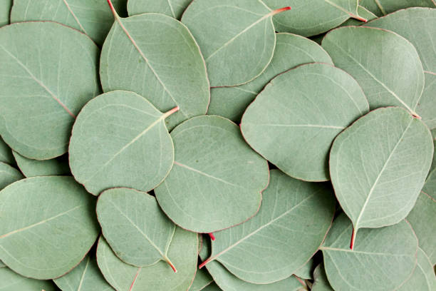 istock Background, Texture made of green eucalyptus leaves. Flat lay, top view 1297749676
