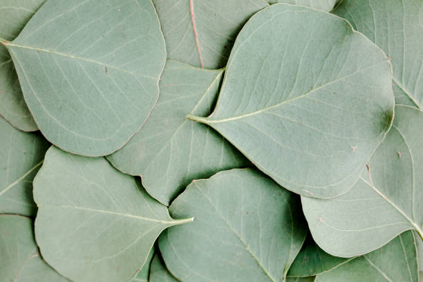 istock Background, Texture made of green eucalyptus leaves. Flat lay, top view 1297749762
