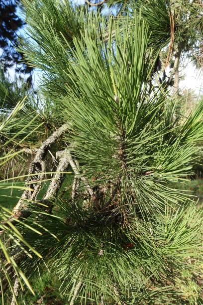 istock Conifer  Pine  Winter season  Evergreen tree 1297751259