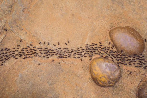 istock Background, ants running, ants cord, many ants fast on dirt road 1297751271