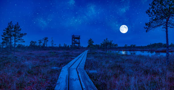 Photo of View of swamp with observation tower and wooden path, small ponds and pine trees at night with full moon and starry sky. Hiking trail with wooden walkway that goes across the moor in moonlight.