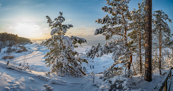 Winter landscape with covered in snow fir and pine trees on the hill near sea coast. Sunny winter day on snowy sea coast surrounded by coniferous forest.
