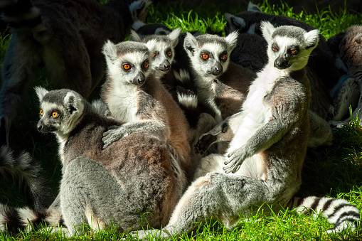 a group of lemurs from the zoo -skansen in the city of stockholm in sweden