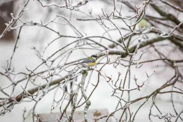 Tit , Parus on the tree branch looking for birdfood during winter time