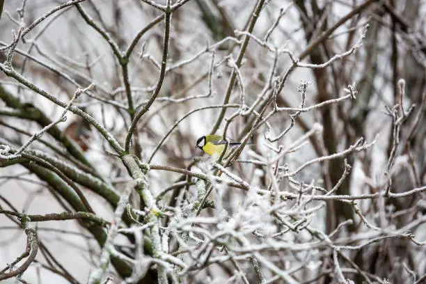 Tit , Parus on the tree branch looking for birdfood during winter time