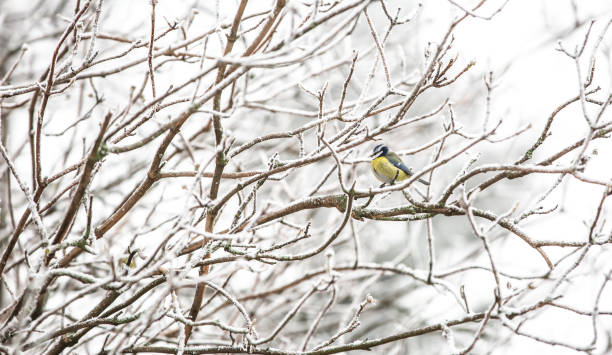 istock Tit , Parus on the tree branch looking for a birdfood during winter time 1297755025