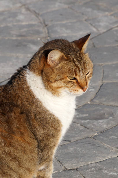 istock portrait of a red-haired white cat in sunlight 1297755393