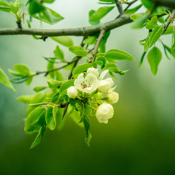 Beautiful pear flowers in the spring. Blossoming fruit tree with white flowers. Beautiful wild pear tree in the Northern Europe.