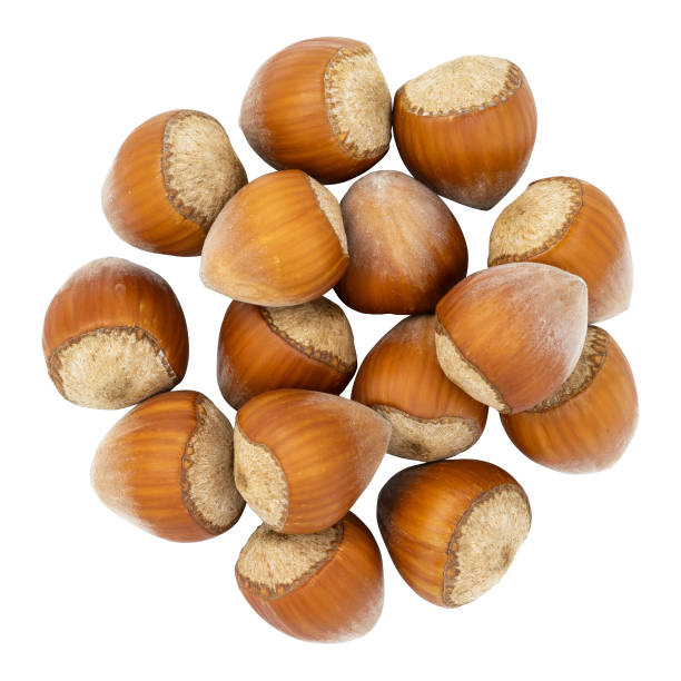 istock Top view of hazelnuts isolated on white background. Fresh hazelnuts in their shells. 1297757044