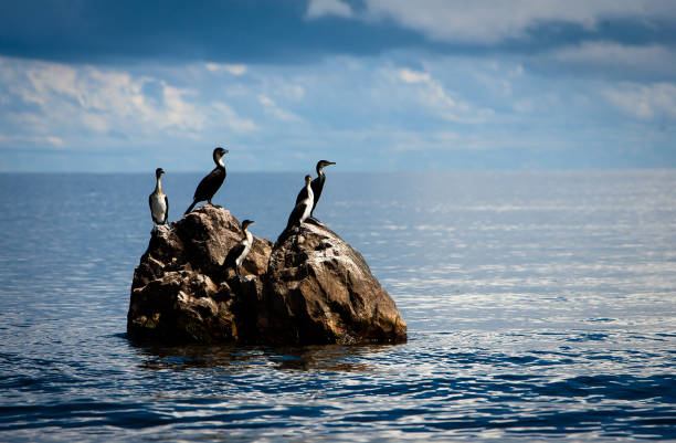 cormoranes de pecho blanco, lago victoria - lake victoria fotografías e imágenes de stock