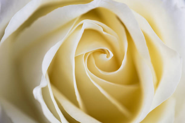 istock close up of white rose petals. Selective focus. Flowers background 1297758775