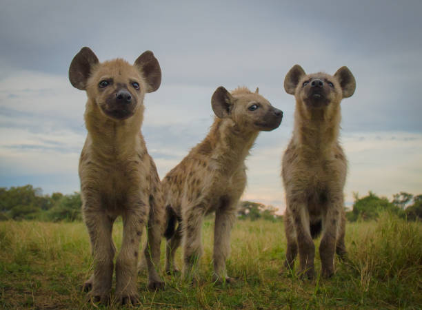 cuccioli di iena curiosi - iena foto e immagini stock