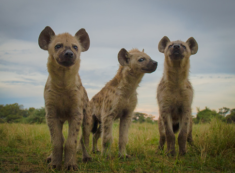 Three Spotted Hyena cubs investigate the camera in the Okavango Delta, Botswana.