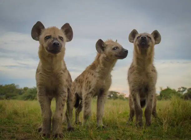 Three Spotted Hyena cubs investigate the camera in the Okavango Delta, Botswana.