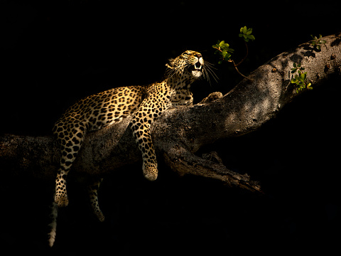 A leopard in a tree is perfectly lit by a shaft of sunlight. Moremi Game Reserve, Botswana