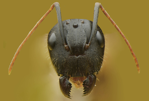 Carpenter ant head