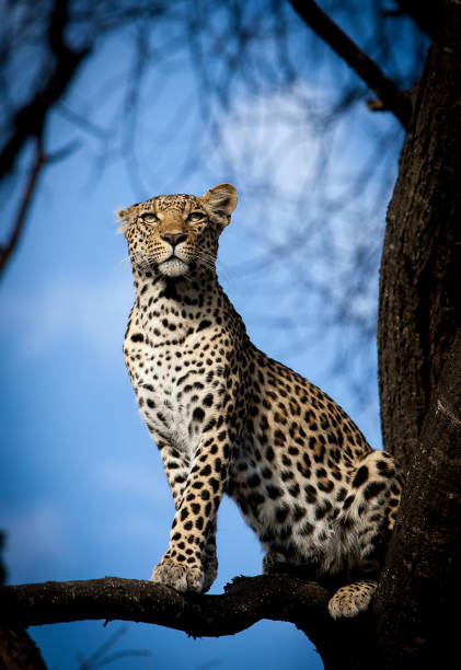 Pula Pula, a female leopard in the Moremi Game Reserve, lost an ear to an unknown assailant, most likely a hyena. beauty in nature vertical africa southern africa stock pictures, royalty-free photos & images