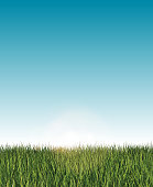 istock Long grass banner with blue sky and light effects 1297760856